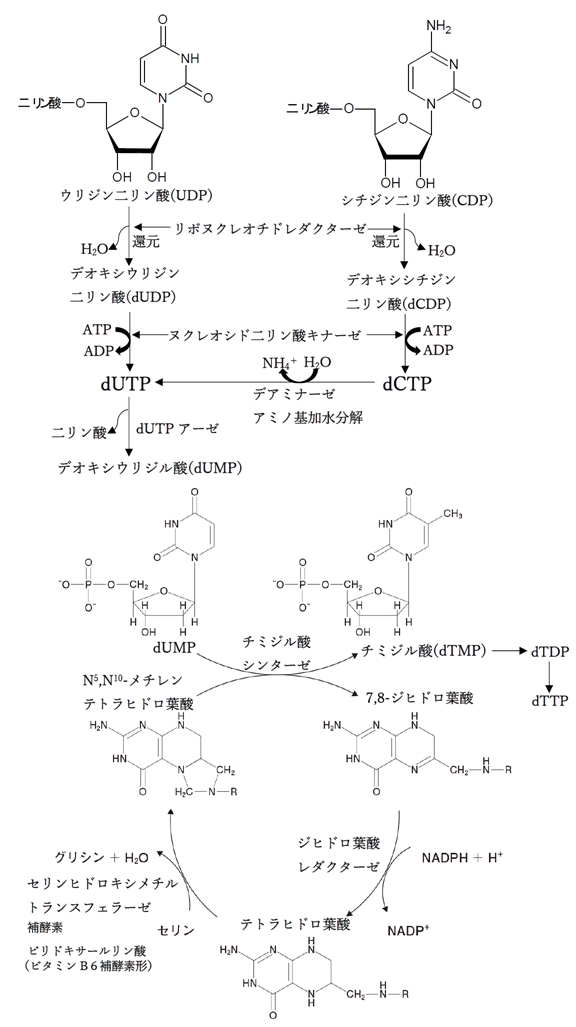 チミジル酸の合成経路 チミジル酸シンターゼと補酵素の葉酸